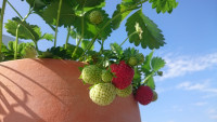Erdbeeren Immertragend (Fragaria)