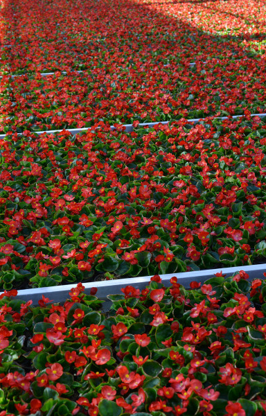 Eisbegonie (Begonia semperflorens) ungefüllt, rot
