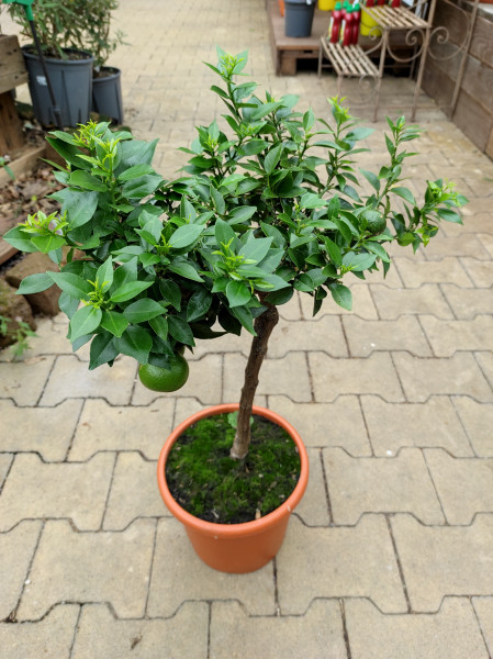 Chinotto (Citrus myrtifolia)