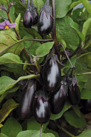 Aubergine 'Patio Baby' (Solanum melongena 'Patio Baby')