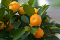 Calamondinorange (Citrus mitis)