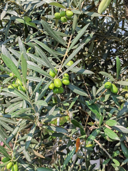 Olivenbaum (Olea europaea)