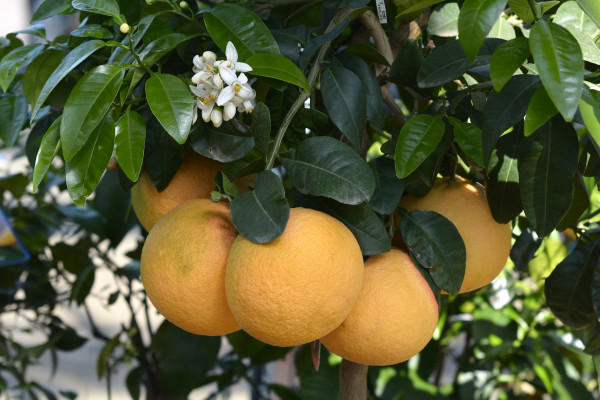 Grapefruit (Citrus paradisi)