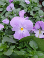Hornveilchen (Viola cornuta) in verschiedenen Sorten