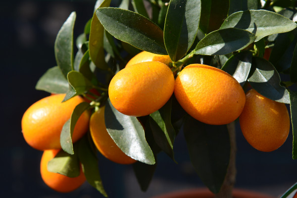 Kumquat (Citrus fortunella)