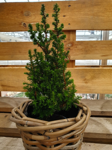 Kegel-Zypresse (Chamaecyparis thyoides)