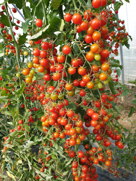 Perlentomate 'Perlino F1' (Solanum lycopersicum 'Perlino F1')