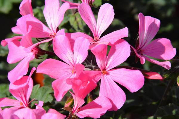 Bodendeckende Geranie 'Dark Caliente Pink' (Pelargonium intersp. 'Dark Caliente Pink')