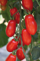 Pflaumentomate 'Trilly F1' (Solanum lycopersicum 'Trilly F1')