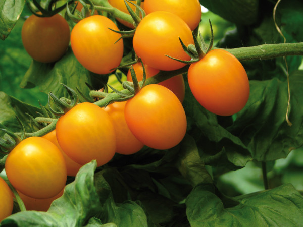 Kirschtomate 'Stargold F1' (Solanum lycopersicum 'Stargold F1')