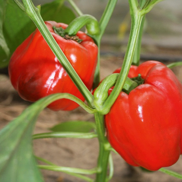 Roter Blockpaprika 'Olly F1' (Capsicum annuum 'Olly F1')