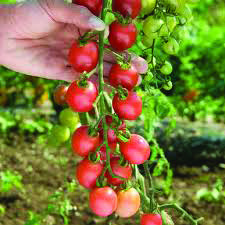 Kirschtomate 'Sunpeach F1' (Solanum lycopersicum 'Sunpeach F1')