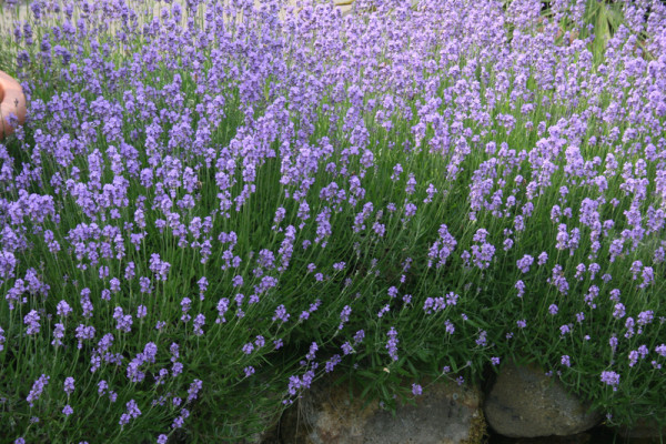 Lavendel 'Hidcote Blue' 'Lavandula a. 'Hidcote Blue'