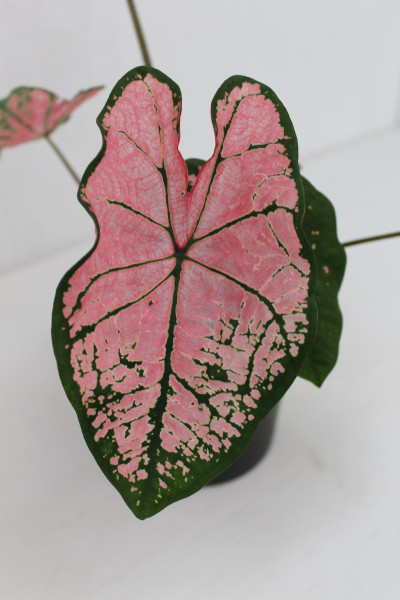 Buntblatt, Kaladie - rosa (Caladium Hybride)
