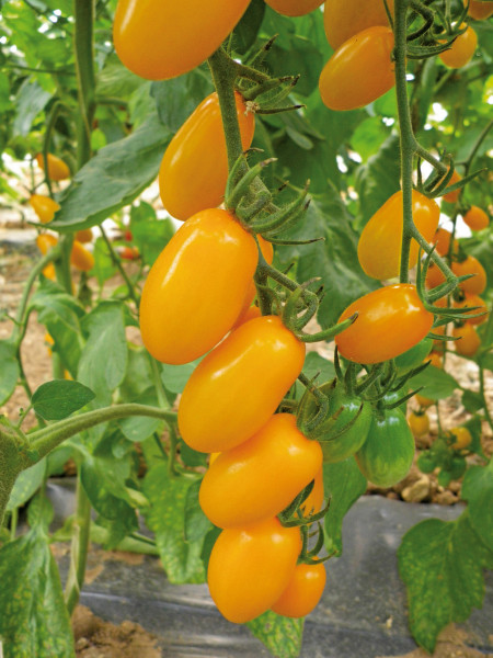 Kirschtomate 'Dolly F1' (Solanum lycopersicum 'Dolly F1')