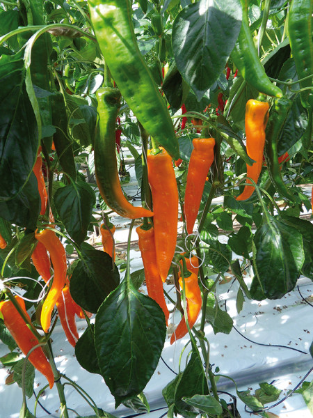 Roter Spitzpaprika 'Conored F1' (Capsicum annuum 'Conored F1')