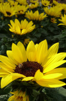Sonnenblume in Sorten (Helianthus annuus)
