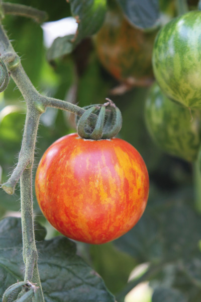 Rot-gestreifte Tomate 'Red Zebra' (Solanum lycopersicum 'Red Zebra')