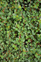 Immergrüne Teppichmispel (Cotoneaster dammeri 'Frieders Evergreen')