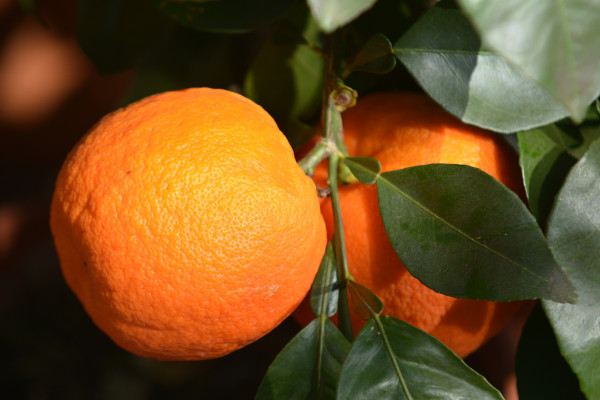 Orange (Citrus sinensis)