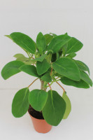Peperomia 'Velvet Tree', Samtbaum (Peperomia Liadensis Bolivia)