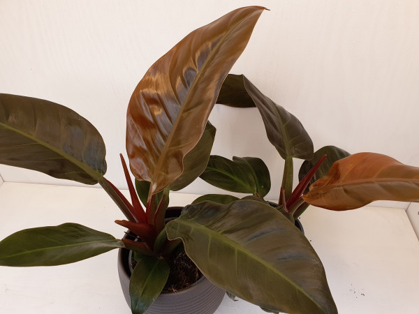 Roter Baumfreund (Philodendron Imperial Red)