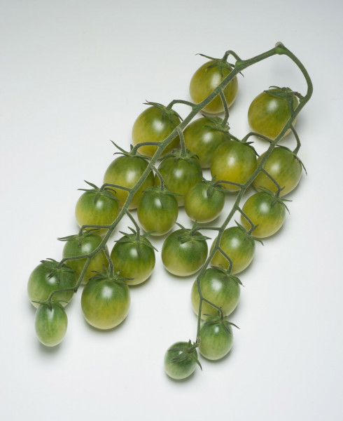 Grüne Cocktailtomate 'Sungreen F1' (Solanum lycopersicum 'Sungreen F1')